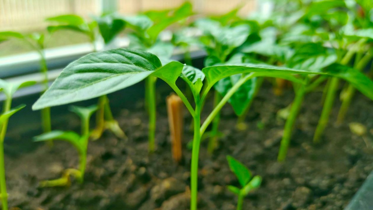 Рассада ИА StavropolMedia