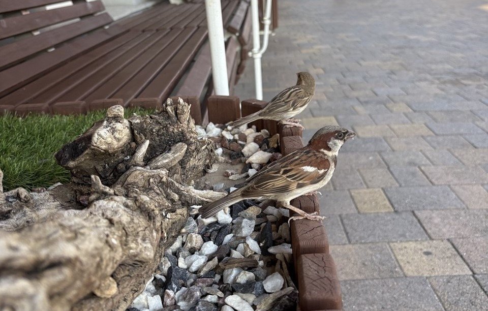 Итоги масштабной переписи воробьёв подвели на Ставрополье ИА Stavropol.Media
