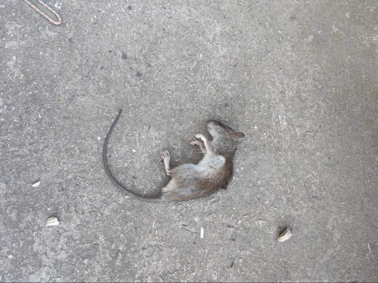 Большая часть проверенных полей на Ставрополье были заселены грызунами ИА Stavropol.Media