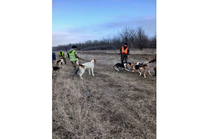 Бродивших вблизи села Донского шакалов отловили на Ставрополье Минприроды Ставрополья