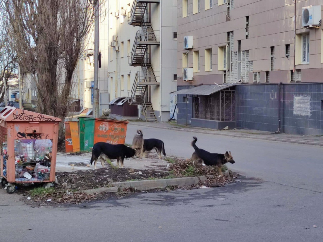 Пробелы в законе о бродячих животных нашли в Общественной палате Ставрополья ИА Stavropol.Media