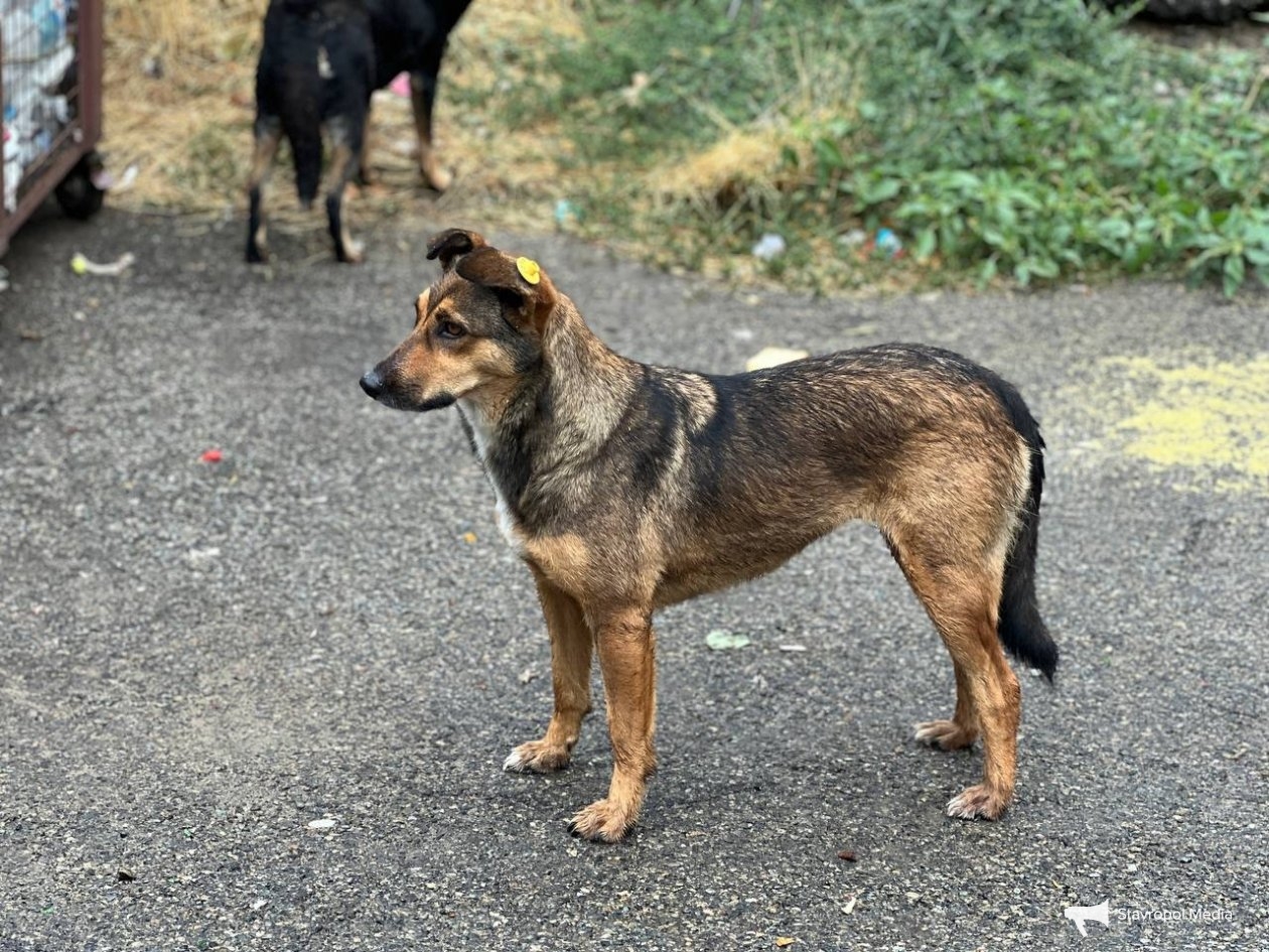 Новый метод чипирования бродячих животных внедряют в Ставрополе ИА Stavropol.Media