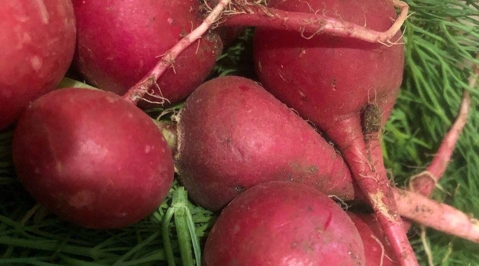 Перехитрила крестоцветную блошку: знаю, когда сажать редис и чем обработать, чтоб вредителю не достался Артем Дубенчук