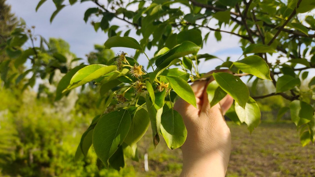 Неприемлемые соседи: какие растения мешают груше плодоносить - проверьте свой сад ИА StavropolMedia