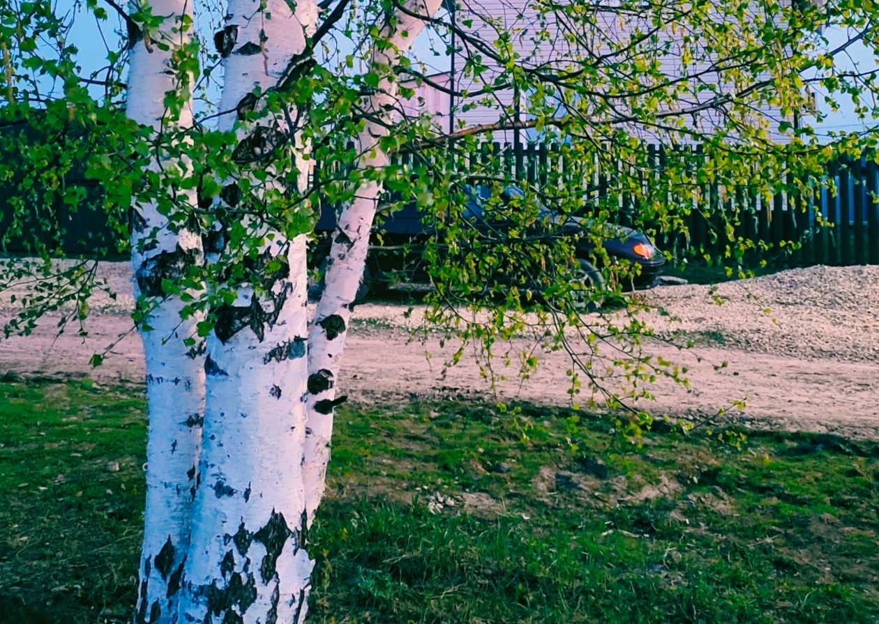 Берёза Автора