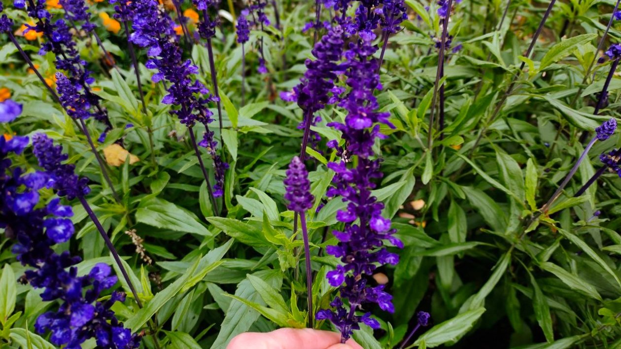 Растение Автора