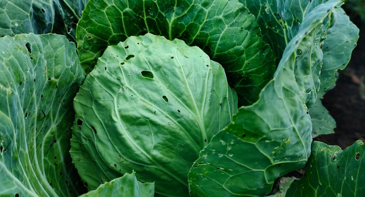 Карката Автора