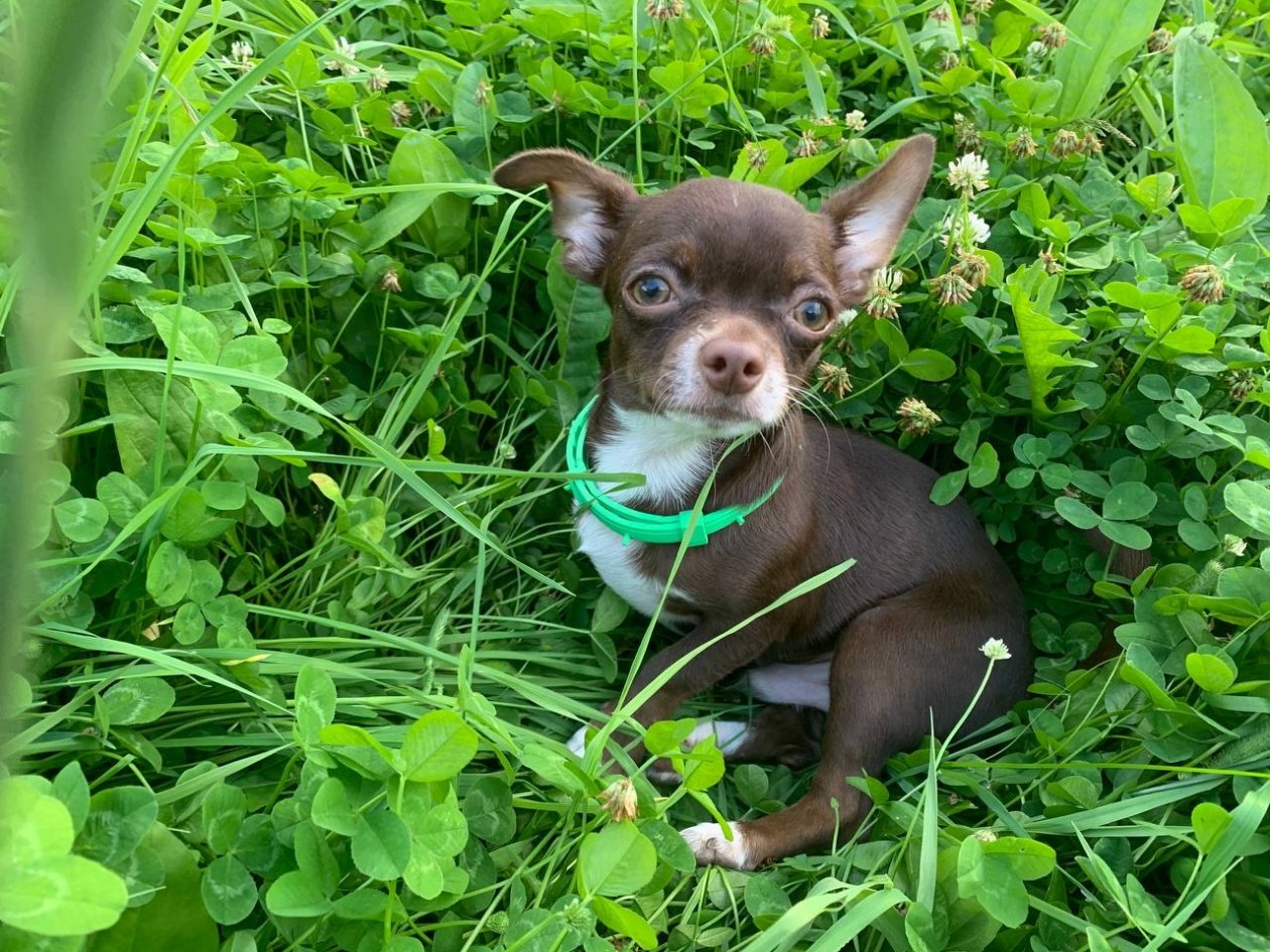 Каким породам собак опасно есть каши - правильные пропорции ИА Stavropol.Media