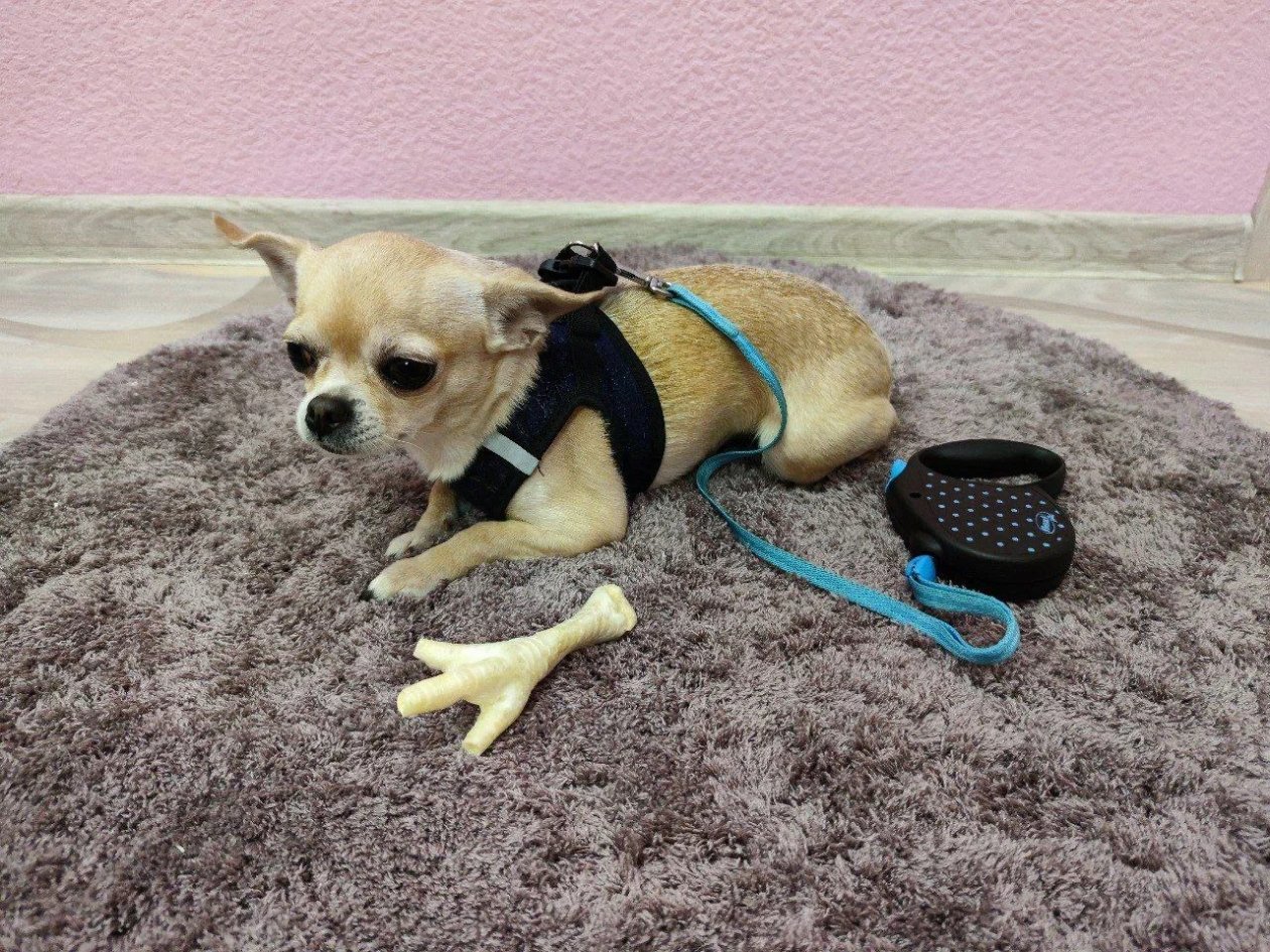 Гладишь собаку, а она рычит: 4 сигнала, которые нельзя игнорировать ИА Stavropol.Media