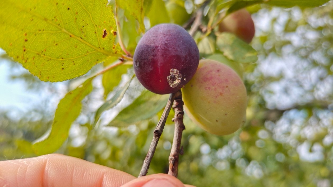 Слива Автора