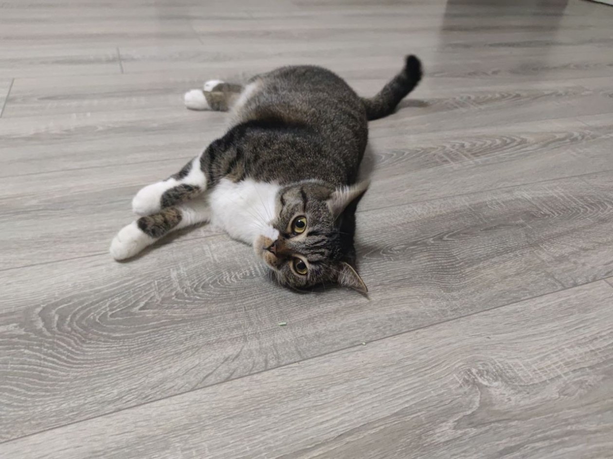 15 лет - слишком мало: сколько на самом деле живут кошки - породы-долгожители ИА Stavropol.Media