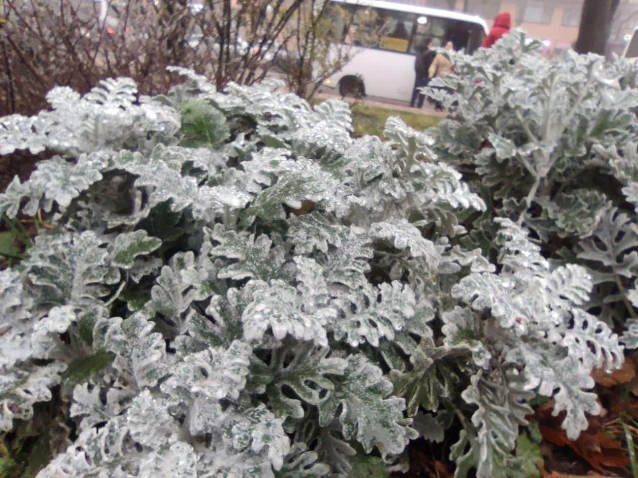 Заморозки снова ударят по Ставрополью ночью 11 апреля ИА Stavropol.Media