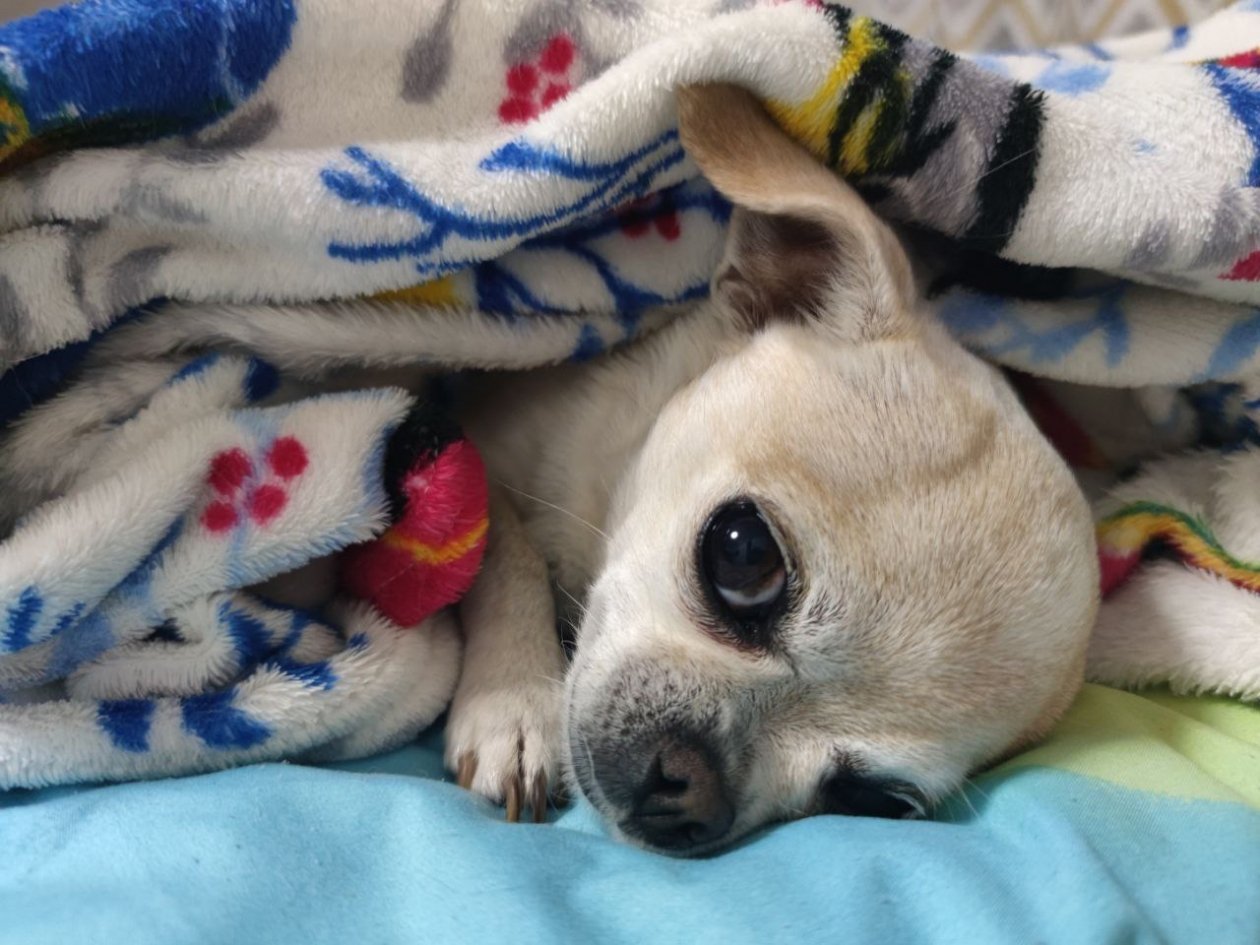 И новичкам, и профи: ТОП-5 самых обучаемых пород собак ИА Stavropol.Media