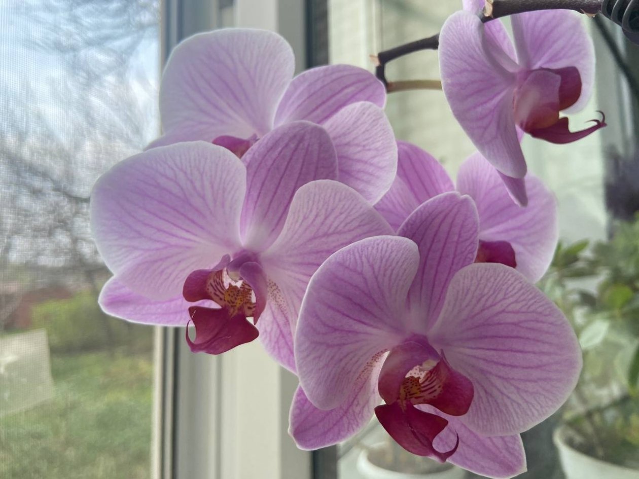 Орхидеи покроются бутонами и цветут без остановки: в Сеть слили мощную подкормку от цветоводов ИА Stavropol.Media