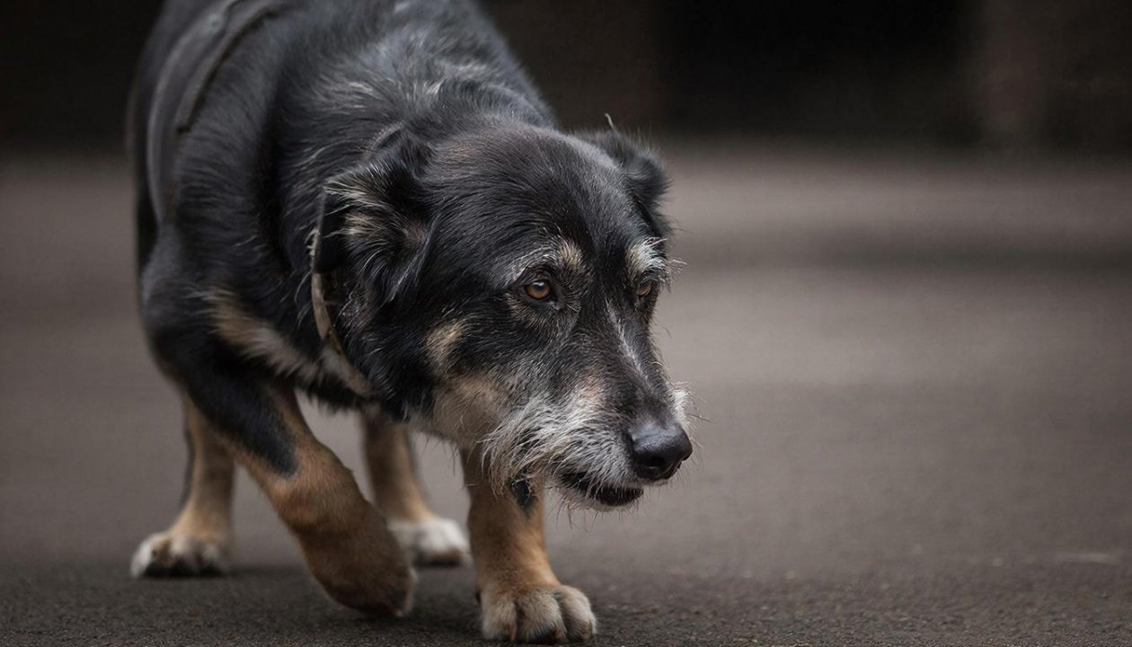 В беде никогда не бросят: названы 4 породы собак, которые защитят хозяина любой ценой Создано при помощи ИИ