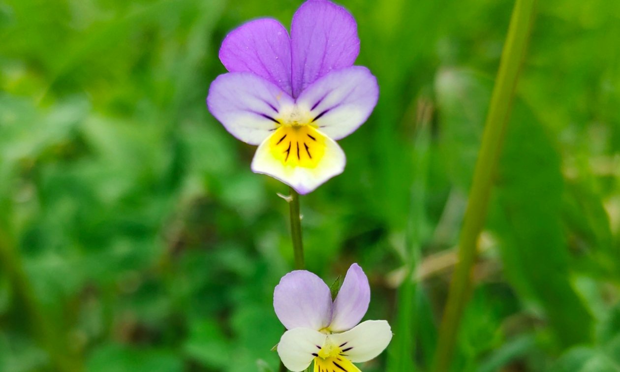 Анютины глазки Автора