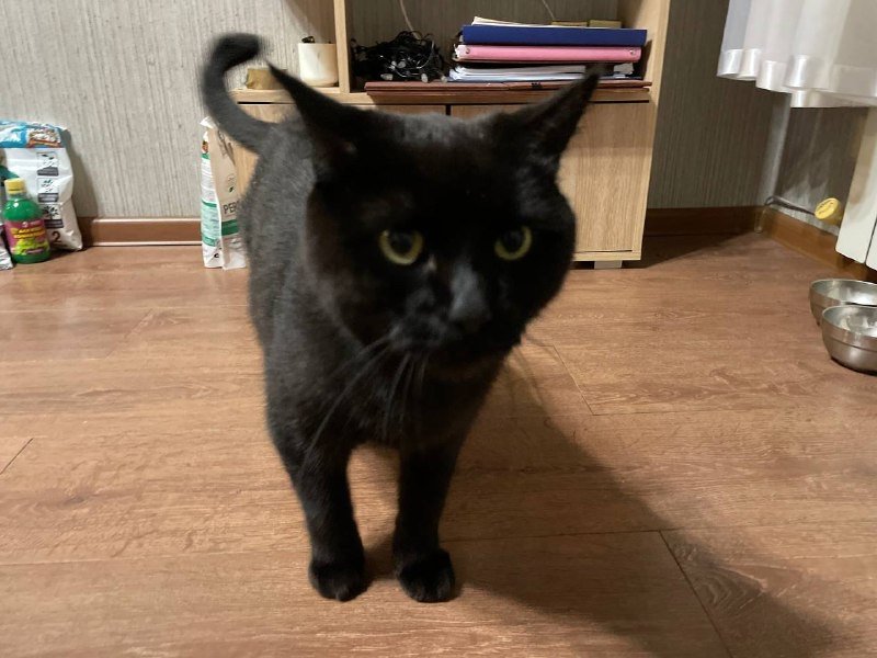 Кошки-липучки: 8 пород, которые не дадут покоя хозяину - ходят по пятам ИА Stavropol.Media