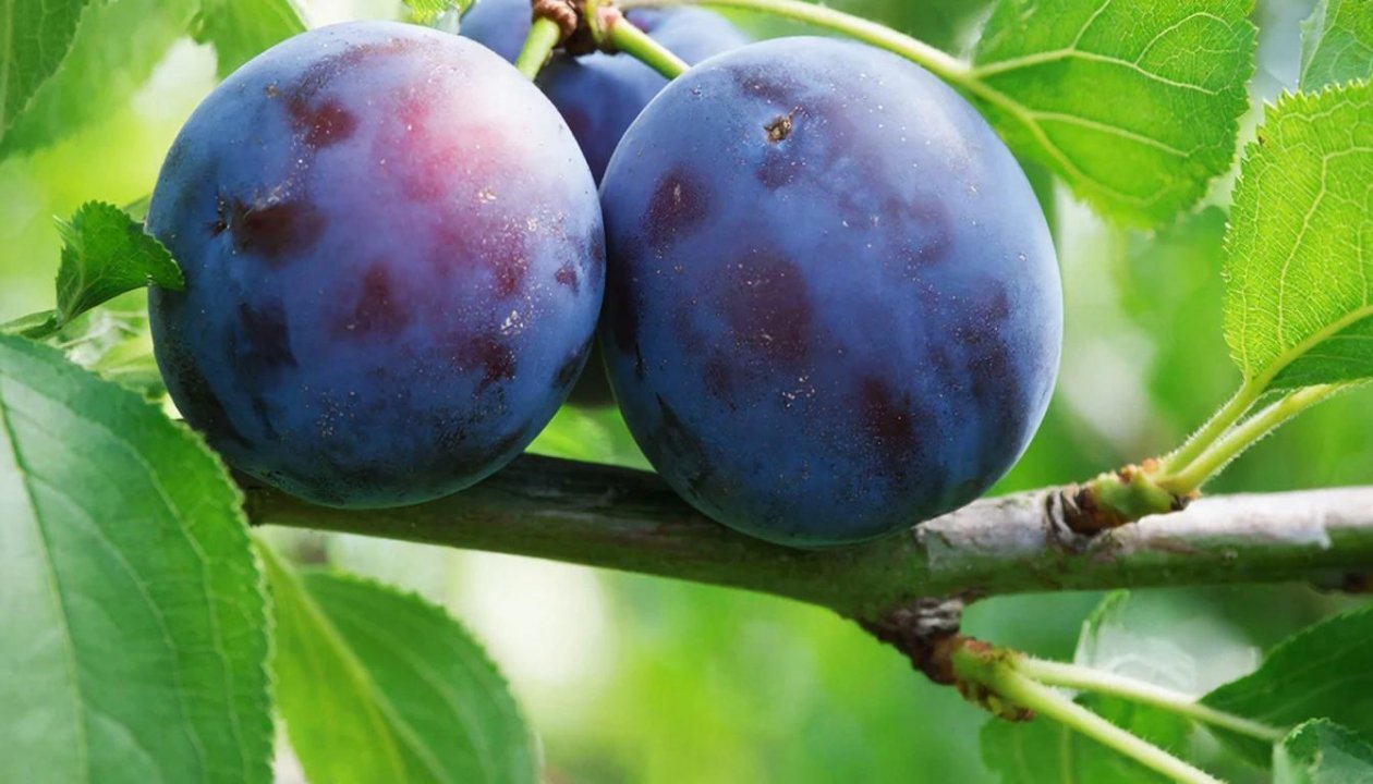 Слива Автора