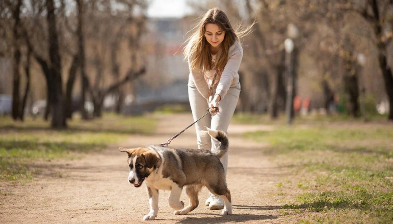 Собака перестанет тянуть поводок навсегда: запомните 1 жест рукой - заменит 10 уроков у кинолога Создано при помощи ИИ