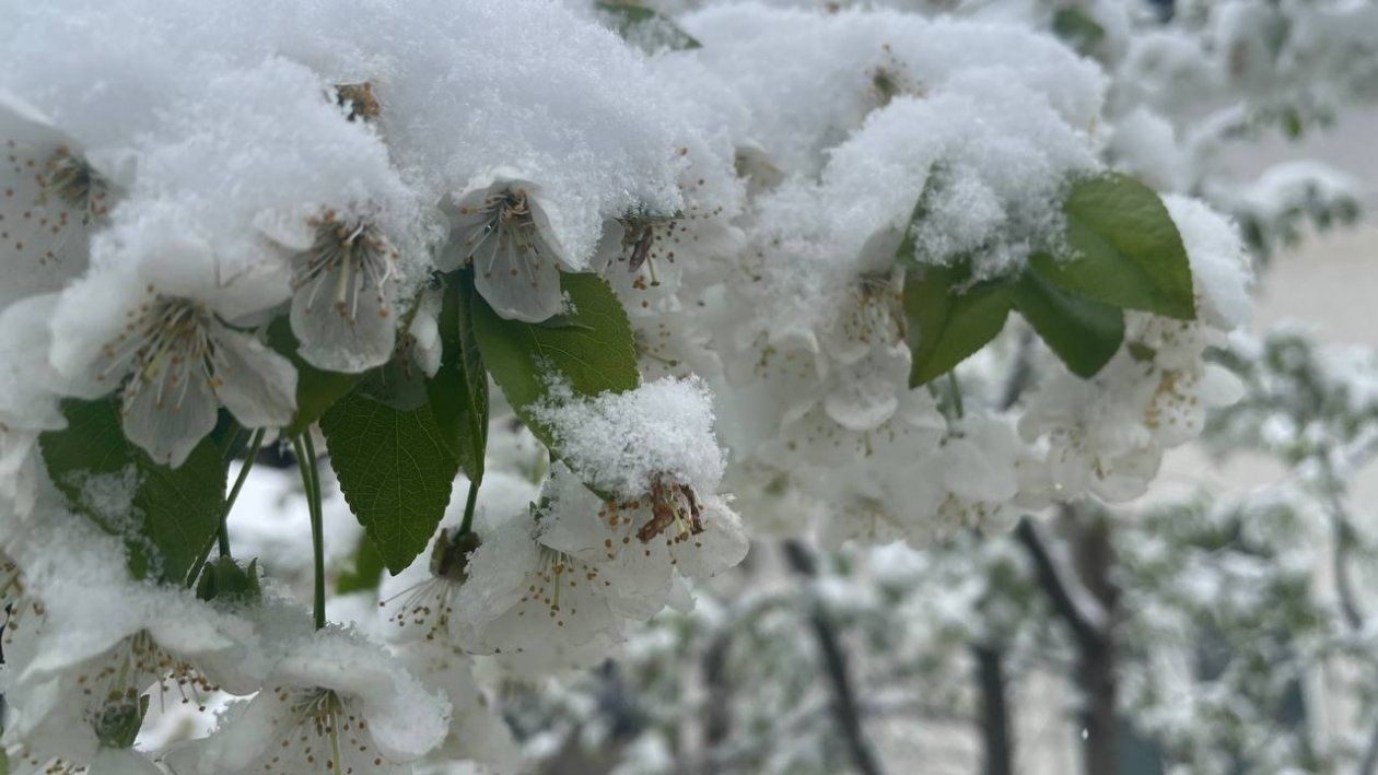 Заморозки в воздухе и на поверхности почвы вновь прогнозируют на Ставрополье ИА Stavropol.Media