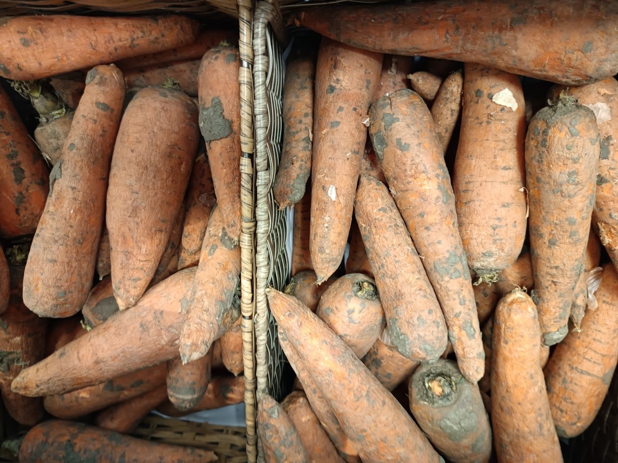 Морковь ИА StavropolMedia