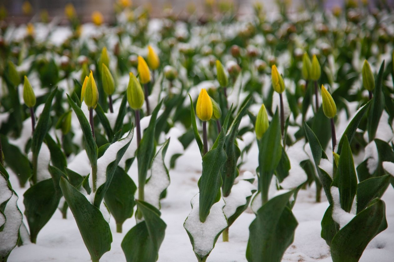 Очередные заморозки ударят по Ставрополью Артём Хорошилов  , ИА Stavropol.Media
