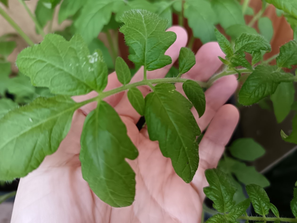 По 2 л в лунку — и томаты не перемерзнут в холодной земле, работает даже при +8 в теплице ИА StavropolMedia