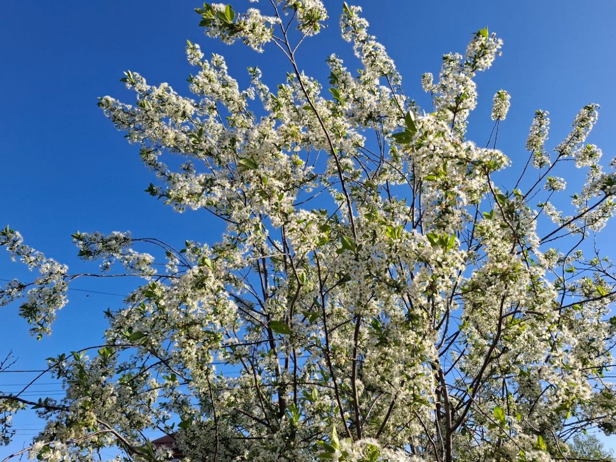 Вишня Автора