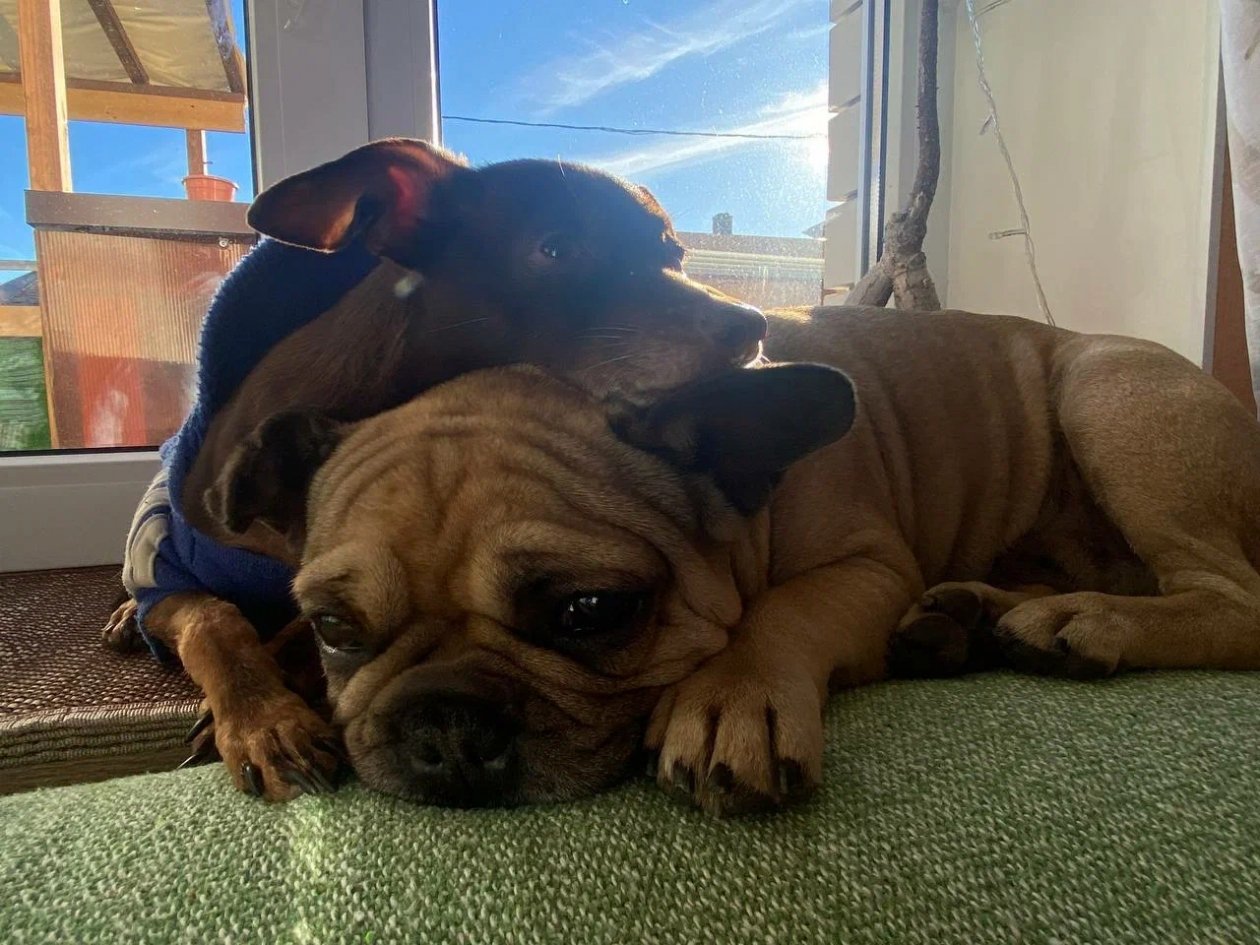 В душе кошка, а с виду пёс: 5 пород собак, которые разве что не мурлычут - список ИА Stavropol.Media