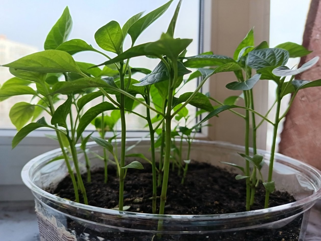 Подросшей рассаде перца – ни в коем случае: 5 ошибок тормозят рост и развитие, допускает каждый третий ИА StavropolMedia