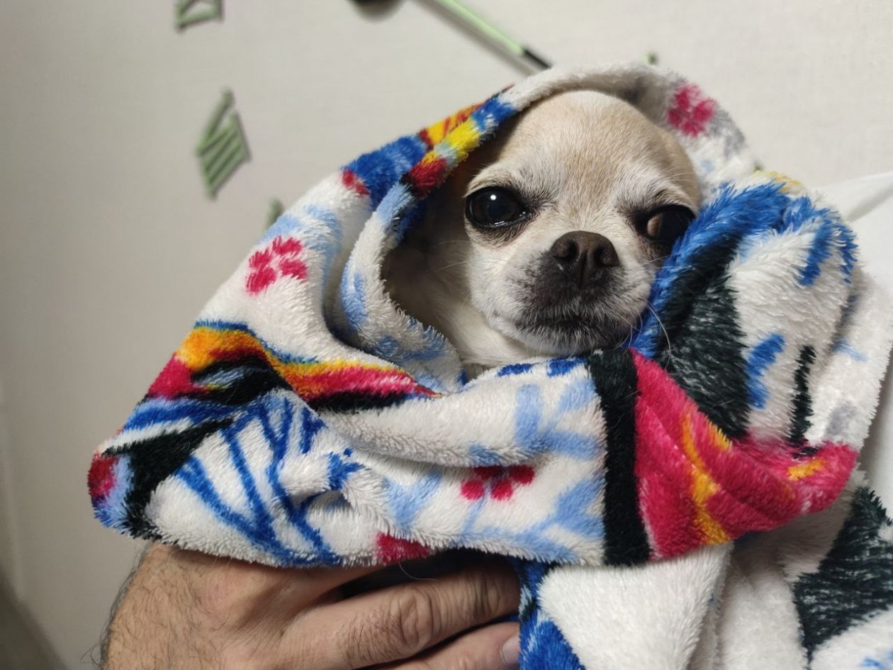 Тихие разрушители: 6 пород собак, которые разнесут квартиру за час, пока вы на работе ИА Stavropol.Media