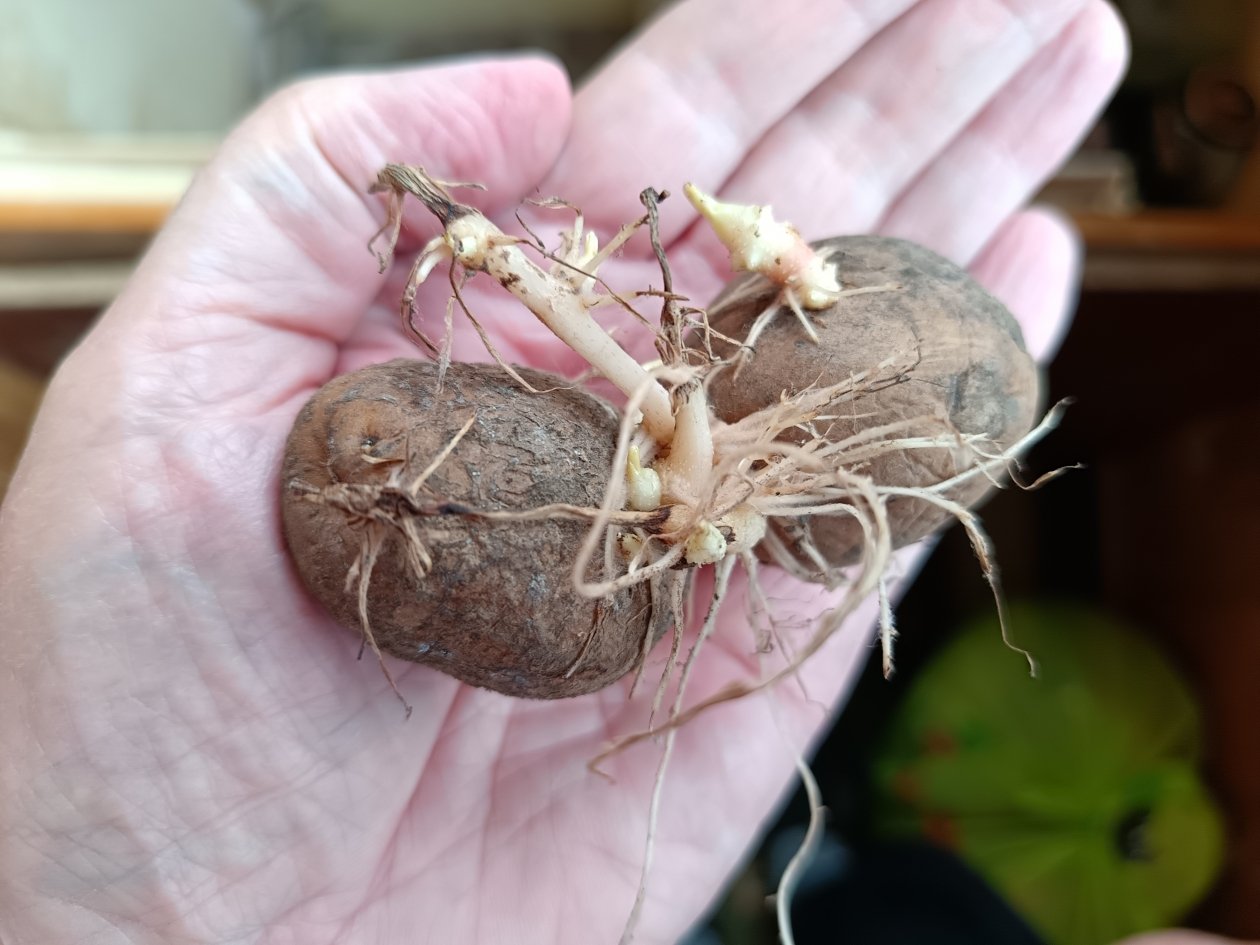 Картошка ИА StavropolMedia