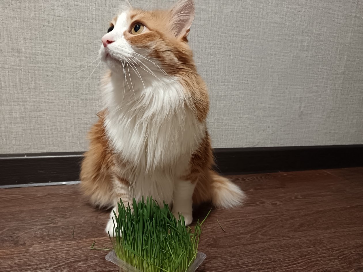 Не просто мурчит, а просит о помощи: 4 сигнала кошки, которые владельцы путают с нежностью, а зря ИА Stavropol.Media