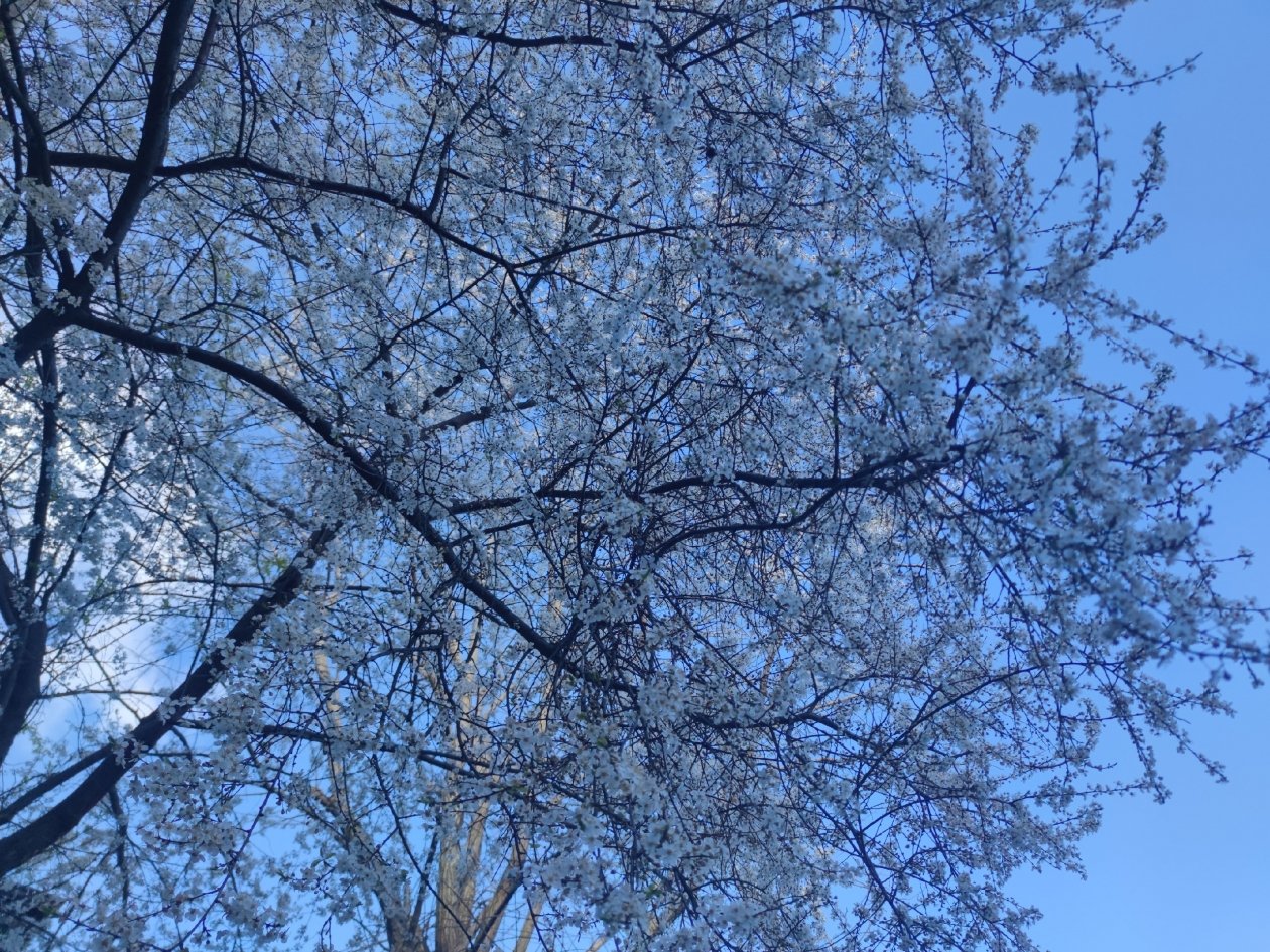 Почти 10 часов действовал режим опасности БПЛА 23 апреля на Ставрополье ИА Stavropol.Media