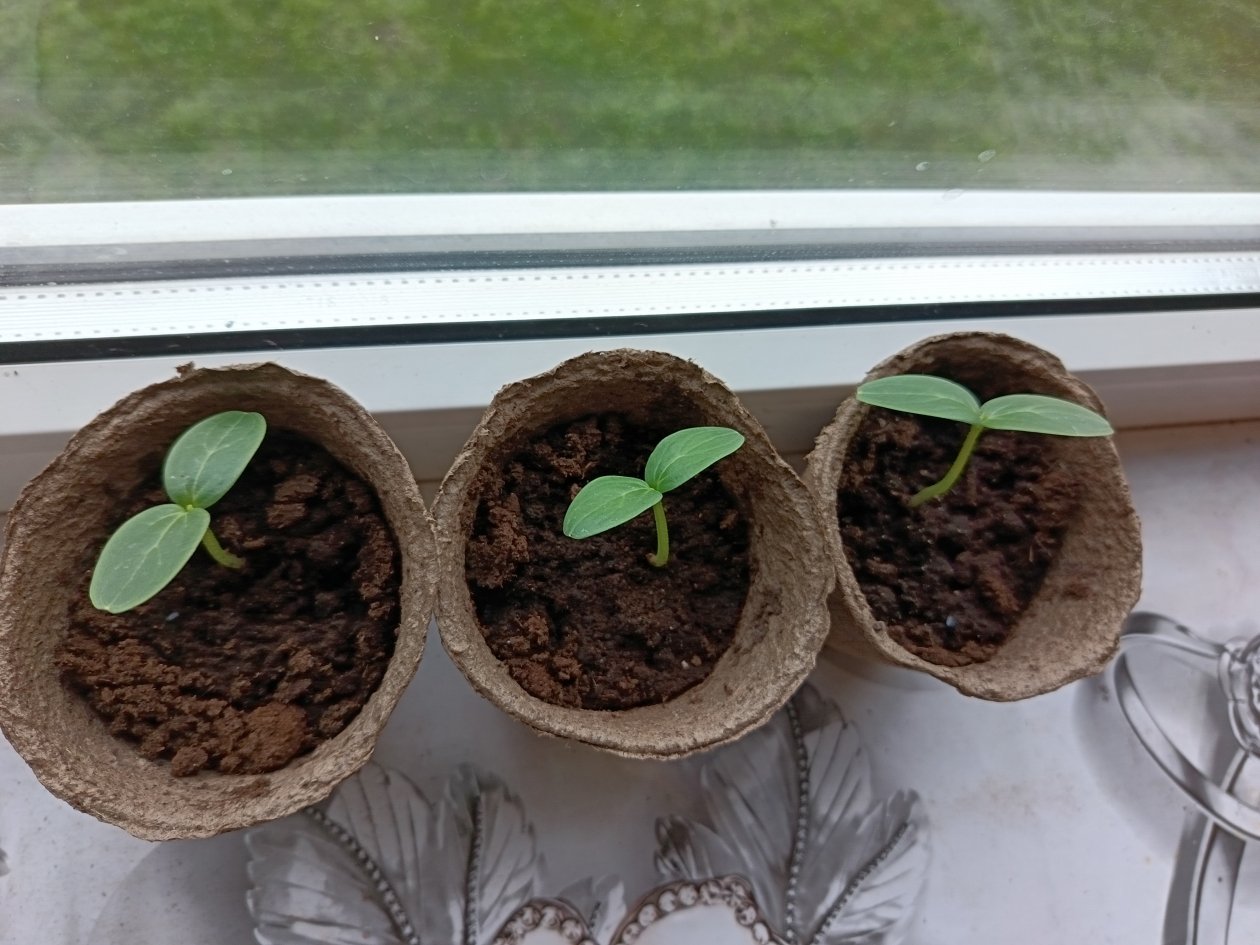 Огурцы ИА StavropolMedia