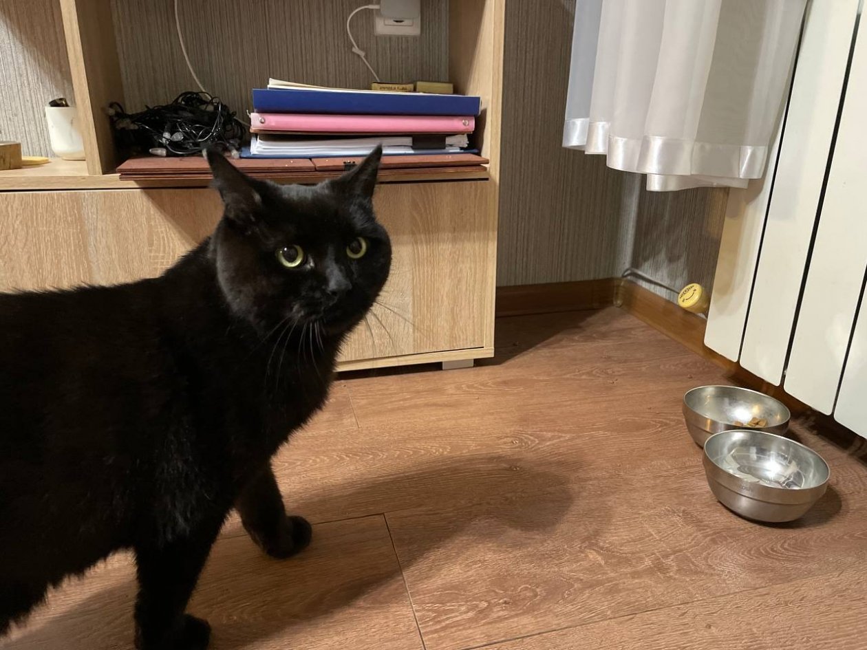 Кошка вечно сидела с грустными глазами, пока не убрала миску с этого места: теперь котейку не узнать ИА Stavropol.Media