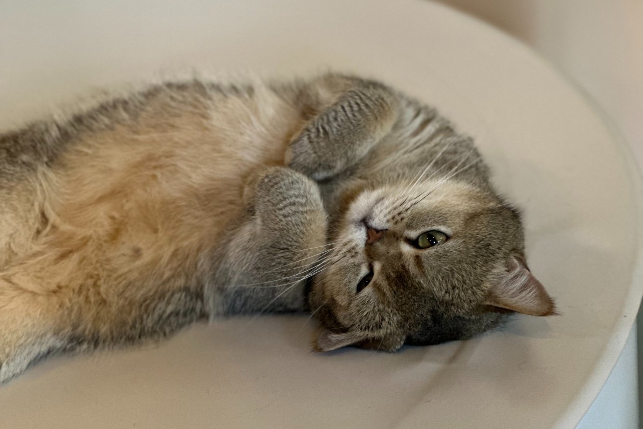 Шерсти в доме больше не будет: 4 породы кошек, которые вообще не линяют - любуюсь чистыми коврами и одеждой ИА Stavropol.Media