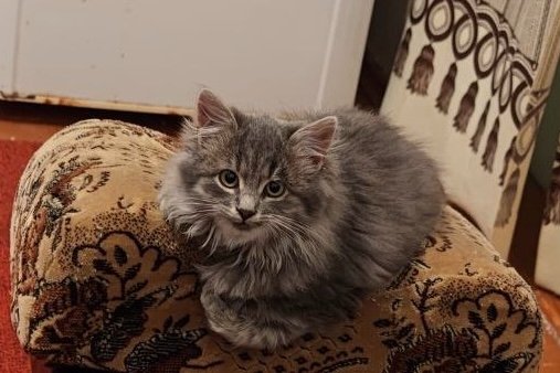 1 трюк при выборе котенка: как по породе и повадкам сразу понять, вырастет ли кот ласковым или агрессивным ИА Stavropol.Media