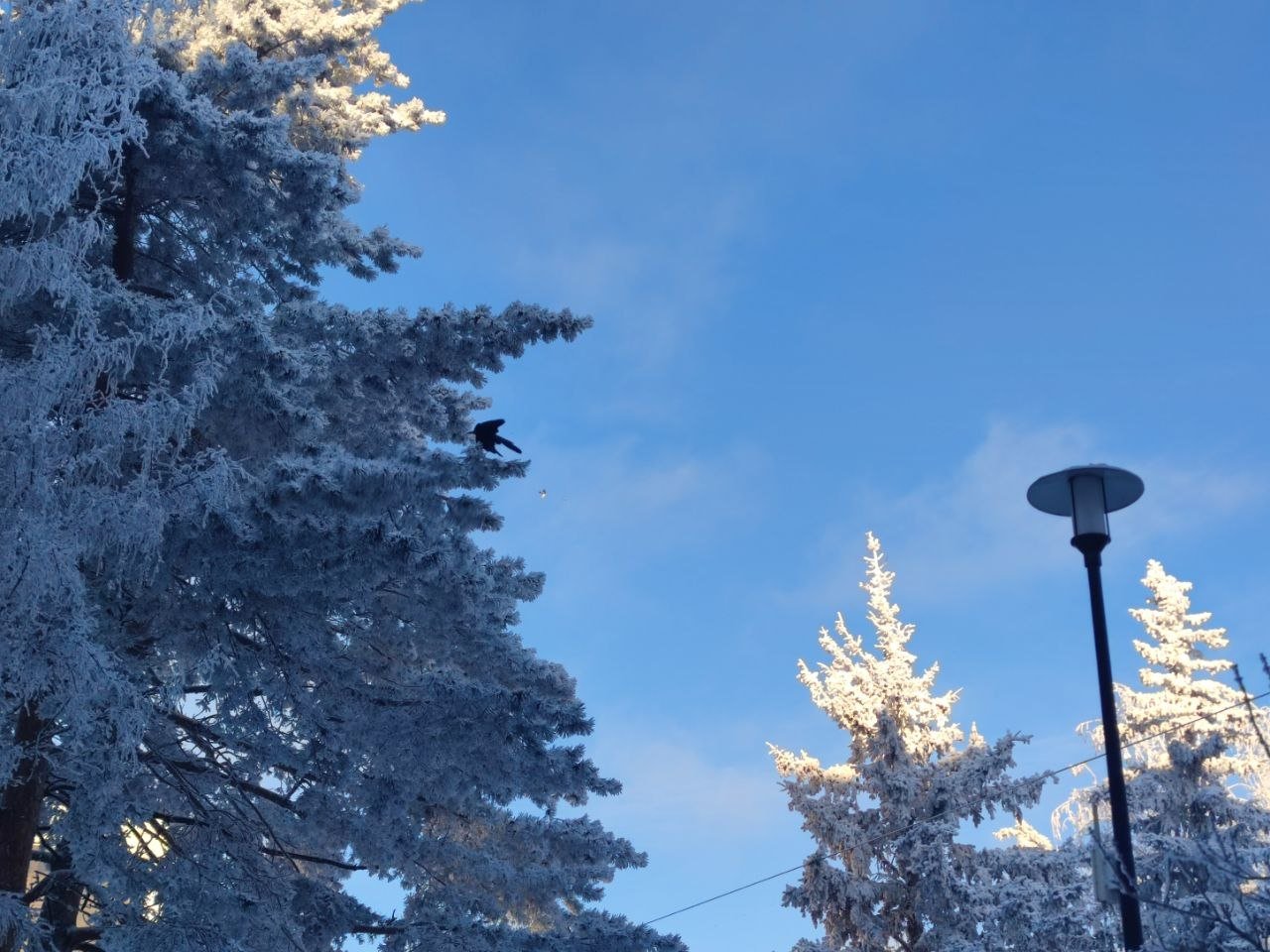 Серебро на ветвях: мороз сковал Ставрополь в середине зимы