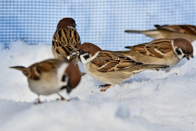 В России пересчитали воробьев Сайт pixabay.com