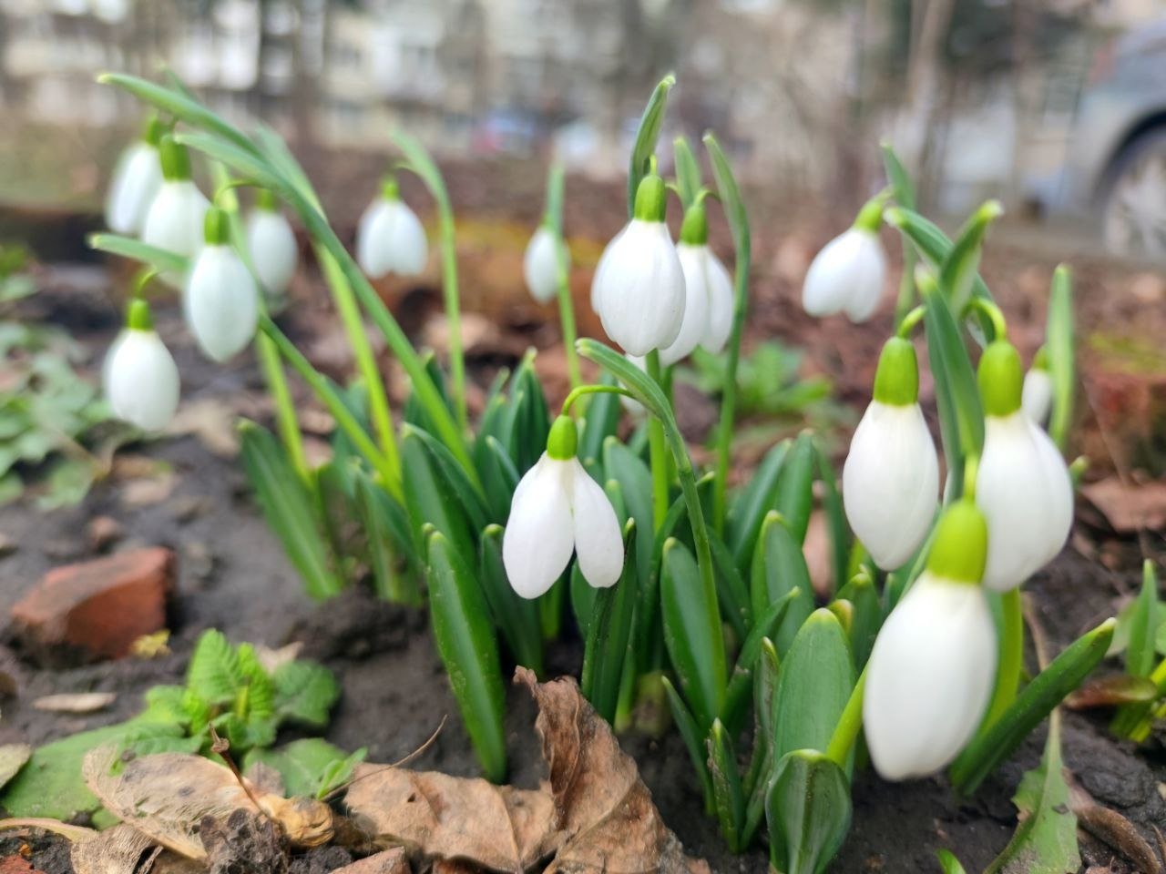 Первые вестники тепла: в середине февраля в Ставрополе распустились подснежники