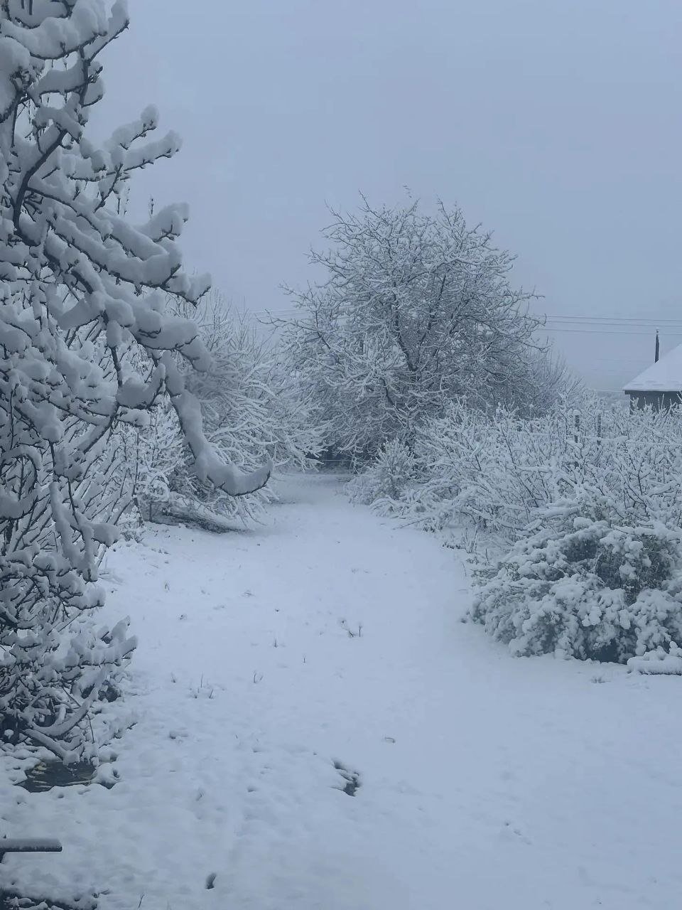 Снежная зима накрыла Предгорье 23 апреля на Ставрополье Соцсети главы Предгорья Николая Бондаренко