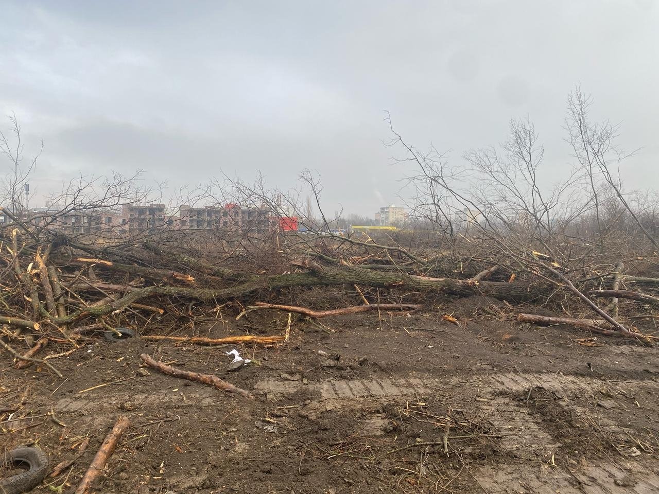 Более 300 деревьев незаконно вырубили под застройку на Ставрополье Оперативное фото