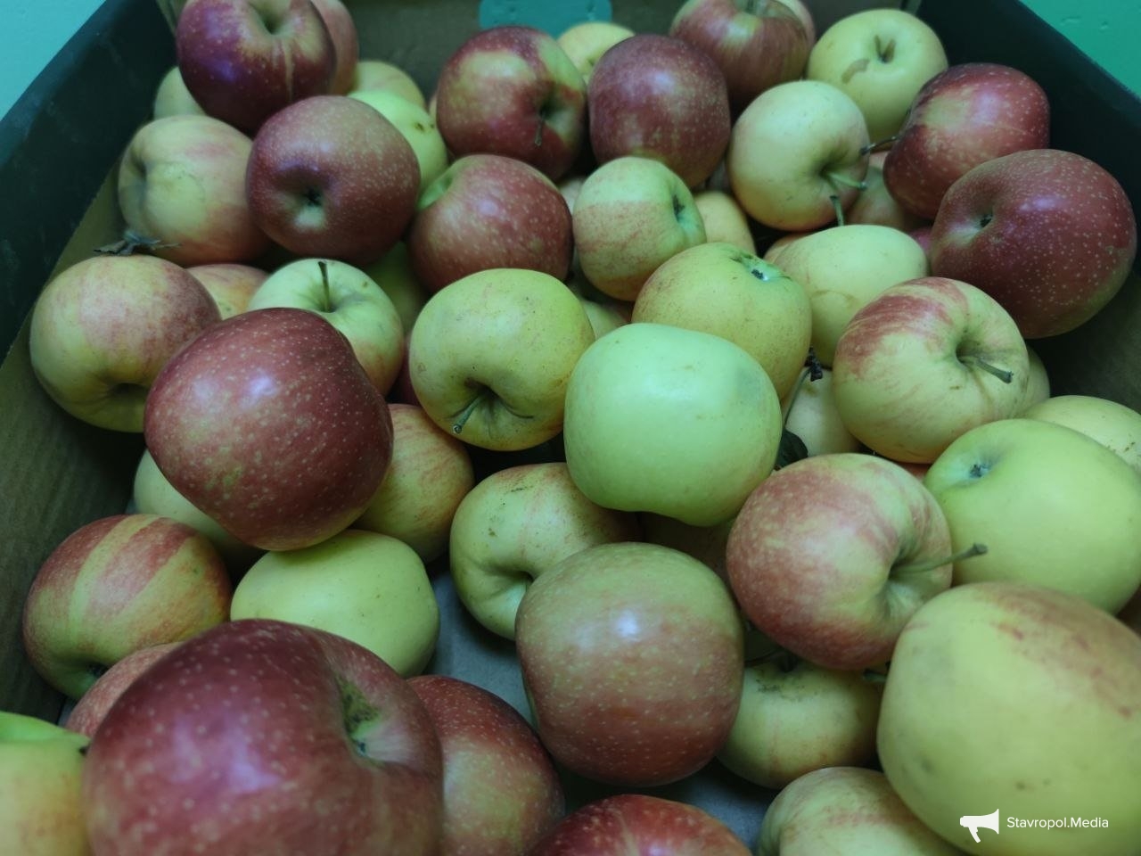 Картофель подешевел, яблоки подорожали: как изменились цены на продукты на Ставрополье ИА Stavropol.Media