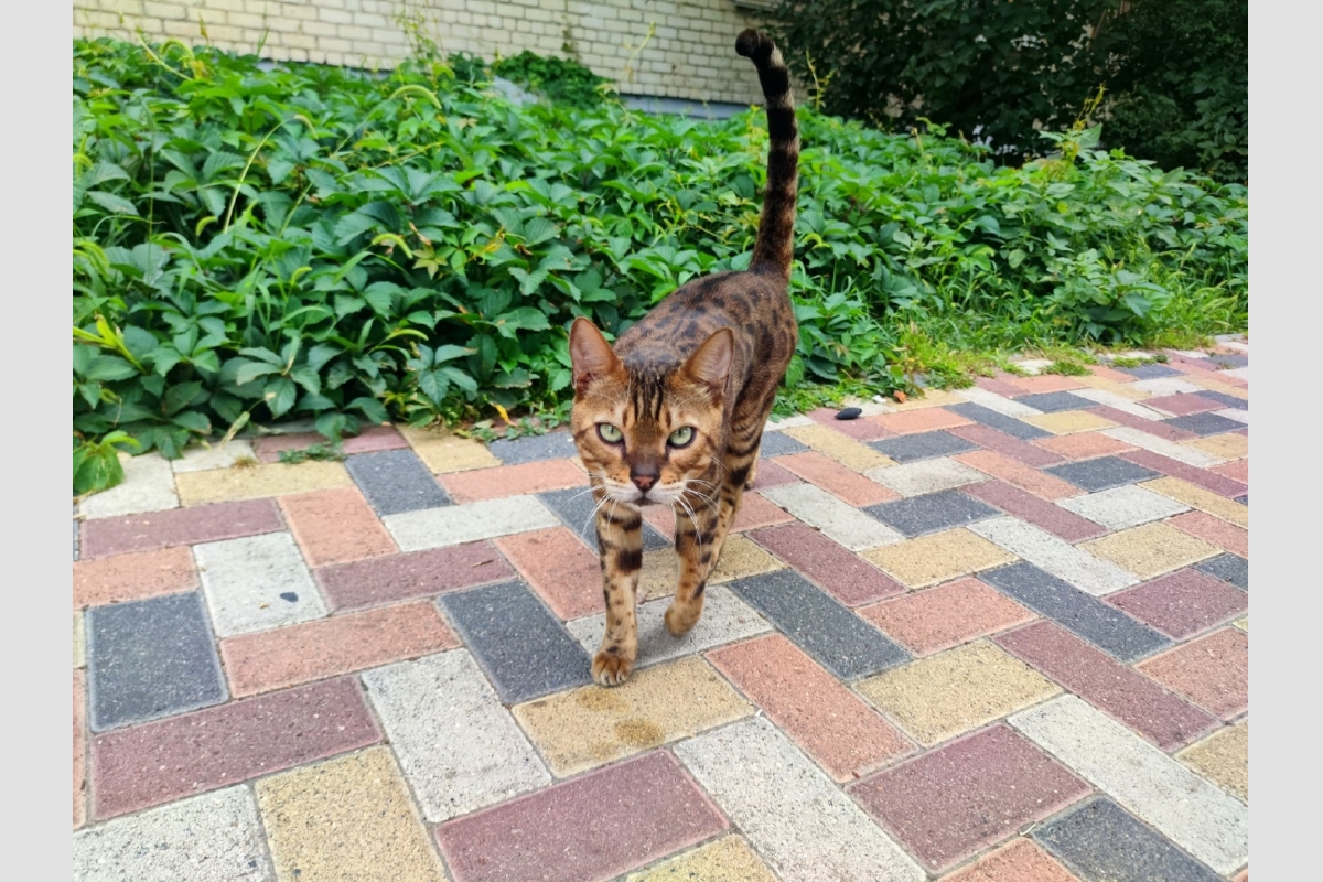 Котики на улицах города ИА Stavropol.Media